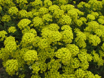 Picture of Alyssum - Montanum Mountain Gold